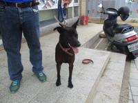 動物圖片