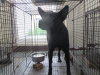 動物圖片