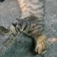 動物圖片