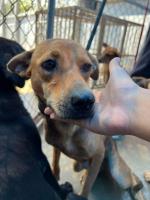 動物圖片