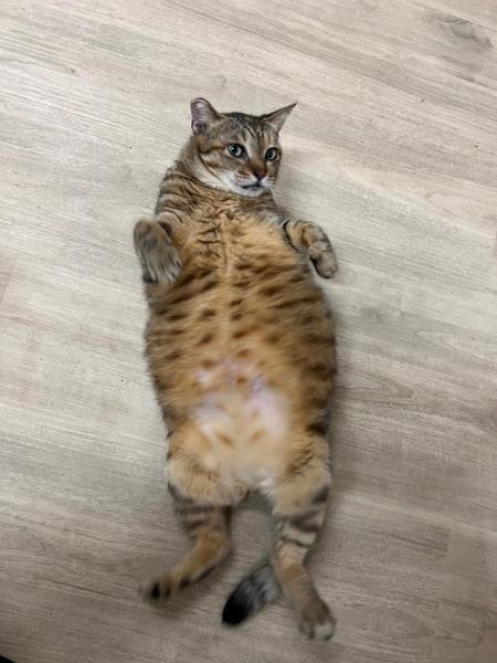 動物圖片