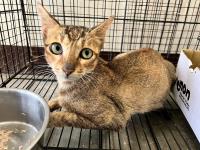 動物圖片