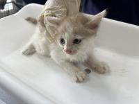 Animal image