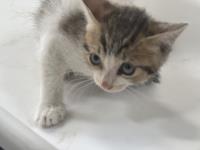 Animal image