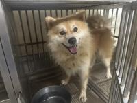 動物圖片
