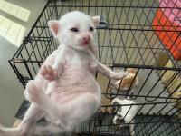 Animal image