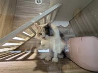 Animal image