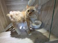 Animal image