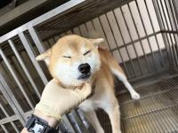 Animal image