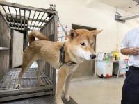 Animal image