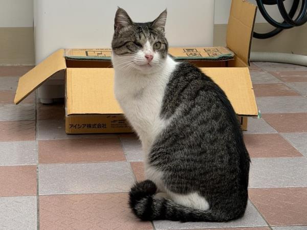 Animal image