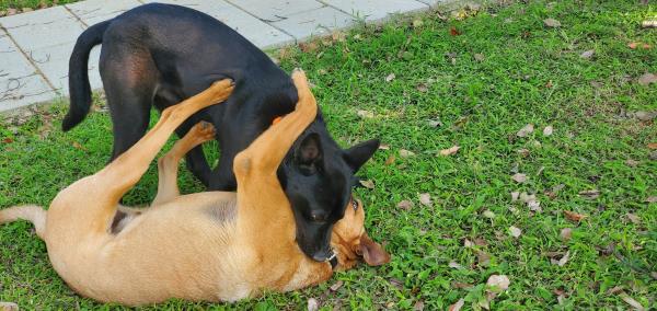 Animal image