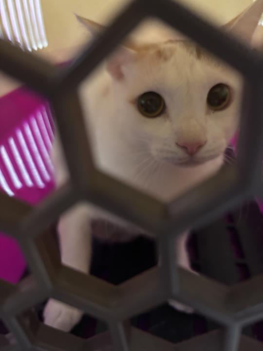 Animal image