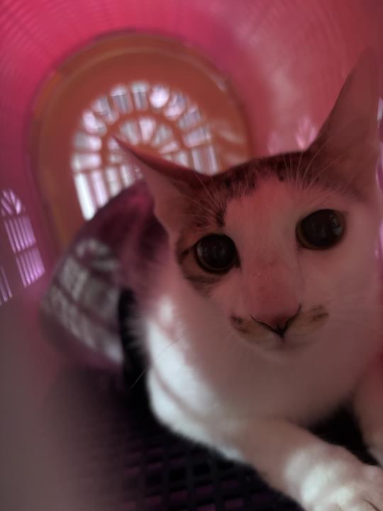 Animal image