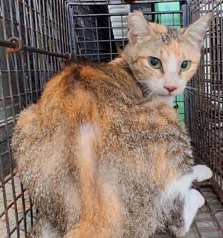 動物圖片