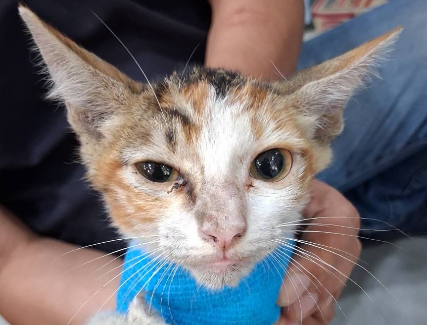 動物圖片