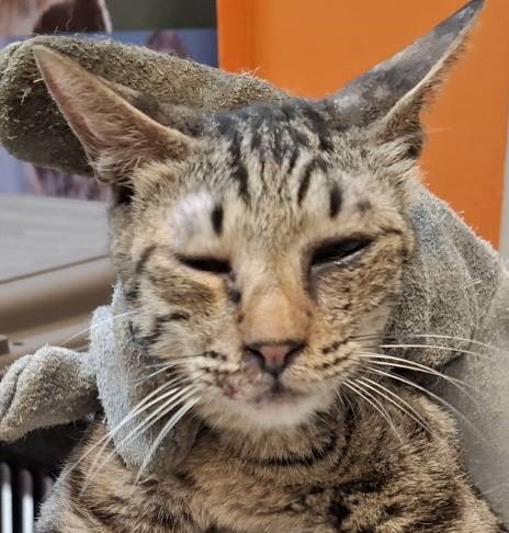 動物圖片